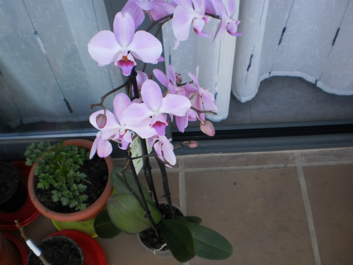 P3010548 - orhidee