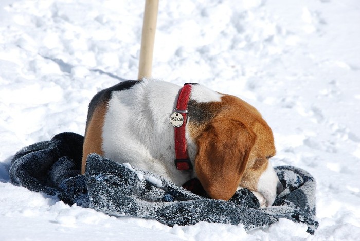 DSC_0271 - CATEUL BEAGLE PE MUNTE