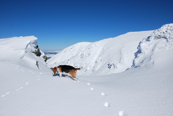 DSC_0286 - CATEUL BEAGLE PE MUNTE