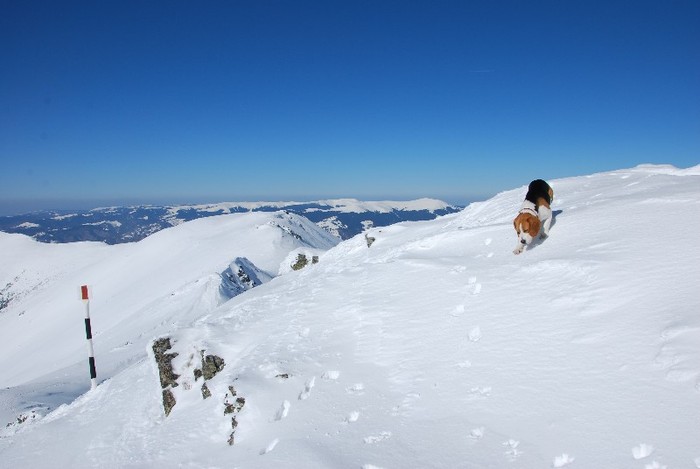 DSC_0292 - CATEUL BEAGLE PE MUNTE