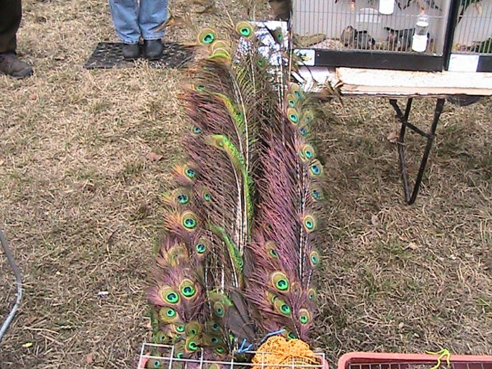 IMG_1940 - PIATA MONOR MARTIE 2012