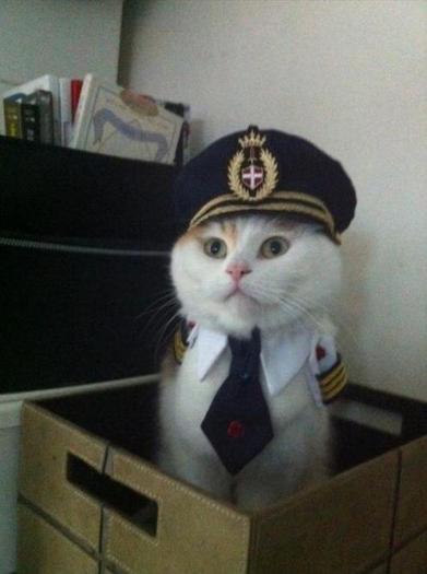 Police cat - Funny pictures