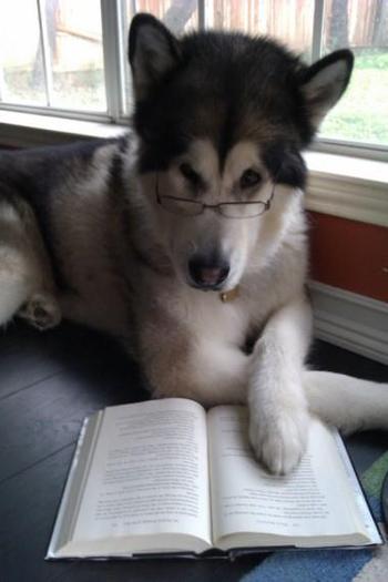 smart dog