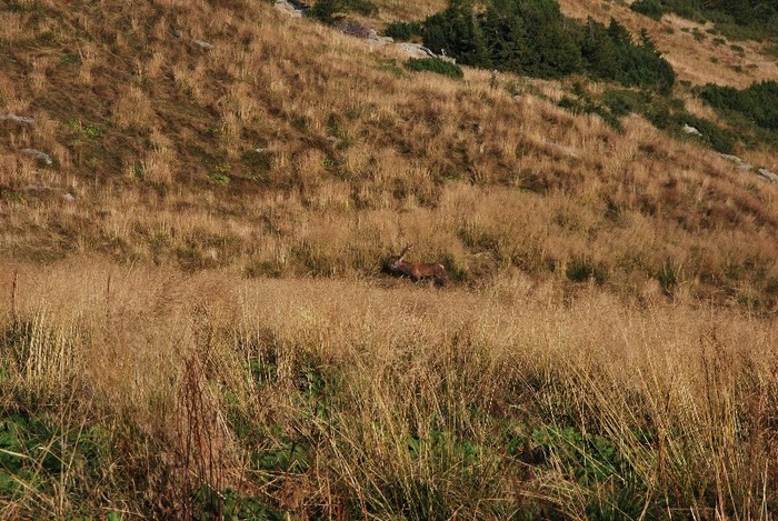 CERB CARPATIN - M-TII PARANG