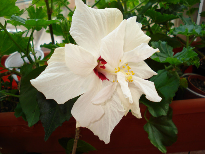 11.03.2012 - HIBISCUS 2012