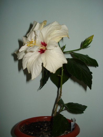 11.03.2012 - HIBISCUS 2012