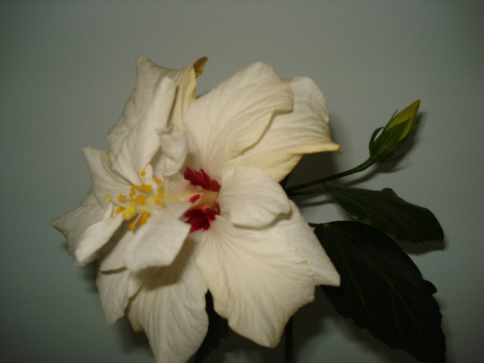 11.03.2012 - HIBISCUS 2012
