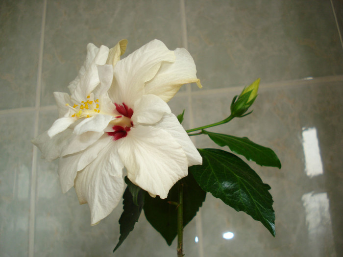 DSC01924 - HIBISCUS 2012