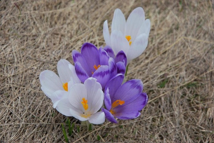 branduse - M-TII PARANG