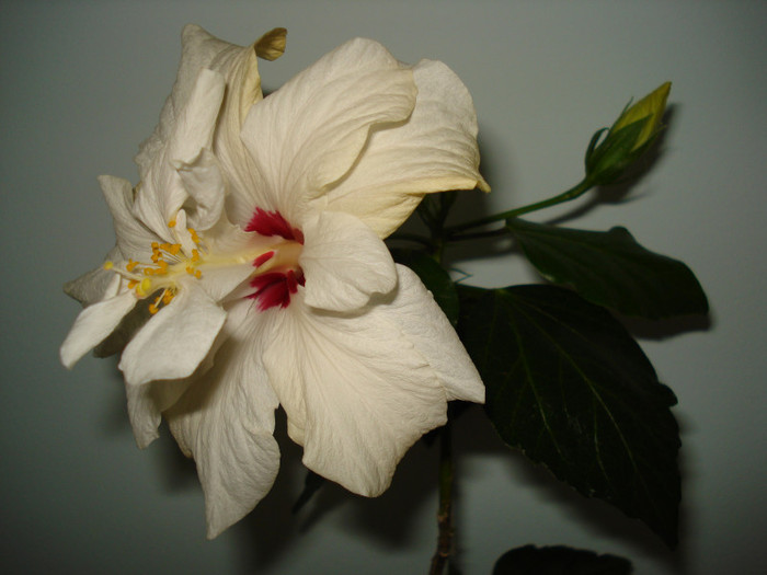 DSC01920 - HIBISCUS 2012