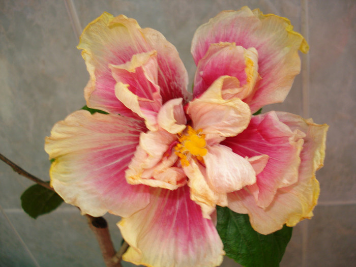 11.03.2012 - HIBISCUS 2012