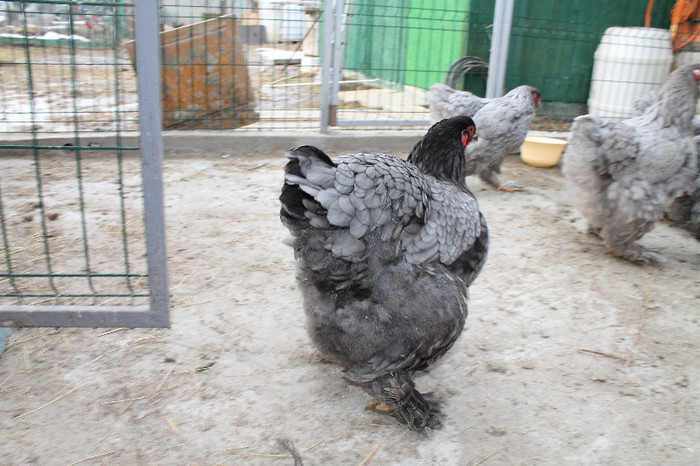 gaina brahma albastru 2012