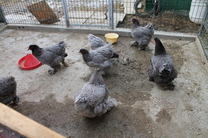gaini brahma albastru 2012