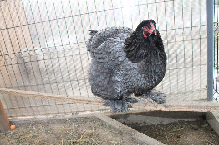 gaina brahma albastru 2012