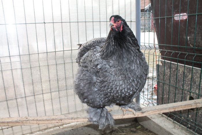 gaina brahma albastru 2012