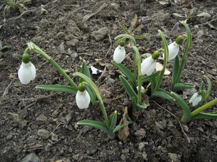 vestitorii primaverii - a-primavara