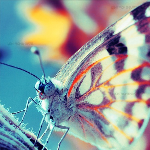 Butterfly_____by_light_from_Emirates
