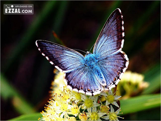fluture turcoaz - amestecate