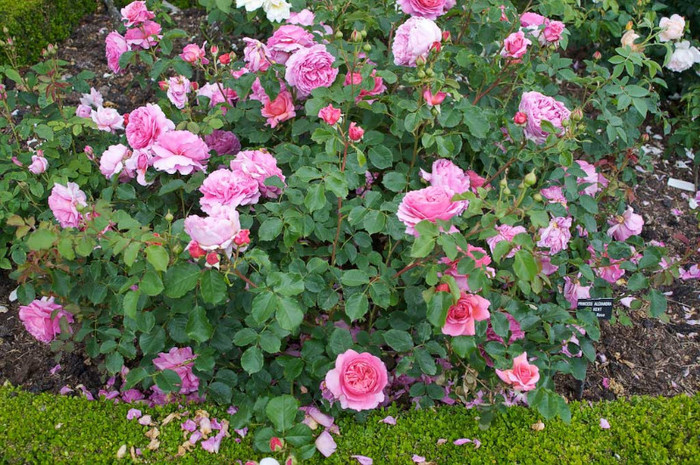 Princess Alexandra of Kent - Comanda in toamna 2012 la TuincentrumLottum