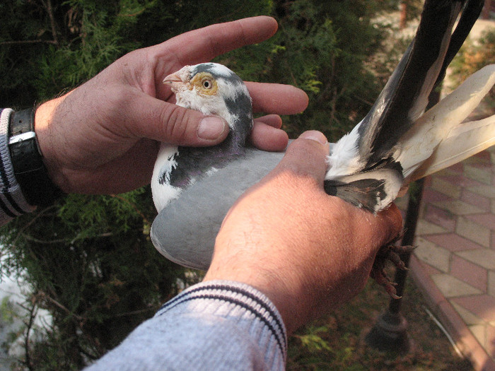 IMG_6069 - Baltati pe vanat - masculi