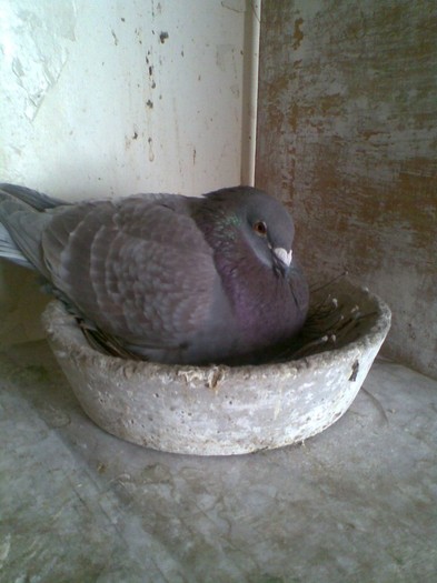 VAN ROY HAGENS; VAN ROY BUN REPRODUCATOR
