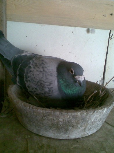 DESMET 507; DEZMET 507
