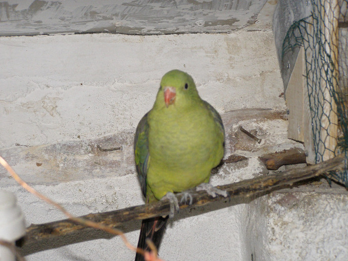P1010121 - papagali