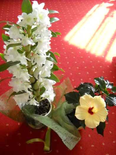 9.mar.2012 ; 010 - Orhideea - Dendrobium nobile0