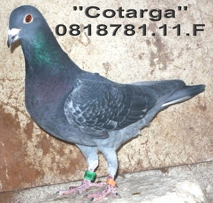 0818781.M Cotarga - 1-Matca-2012
