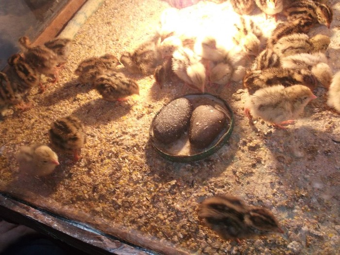 LUMINA VINE DE LA BEC....DAR....