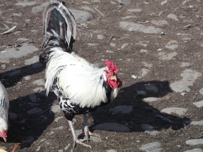 Picture 3451 - FERMA LUI NENEA TONY