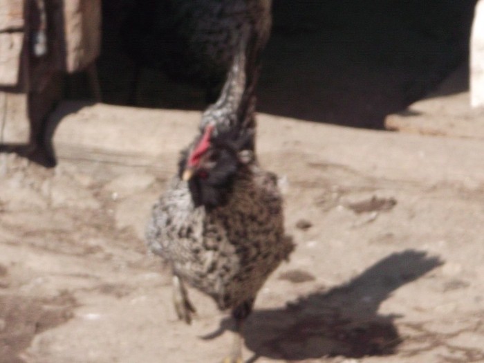 Picture 3452 - FERMA LUI NENEA TONY