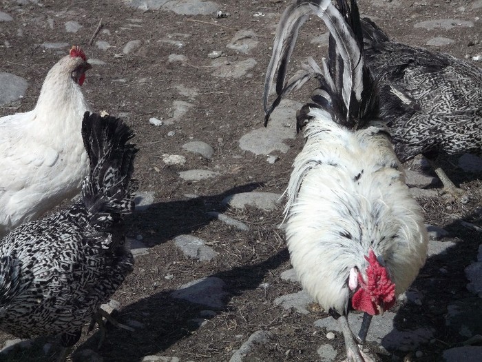 Picture 3454 - FERMA LUI NENEA TONY