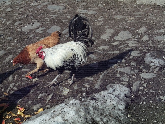 Picture 3456 - FERMA LUI NENEA TONY