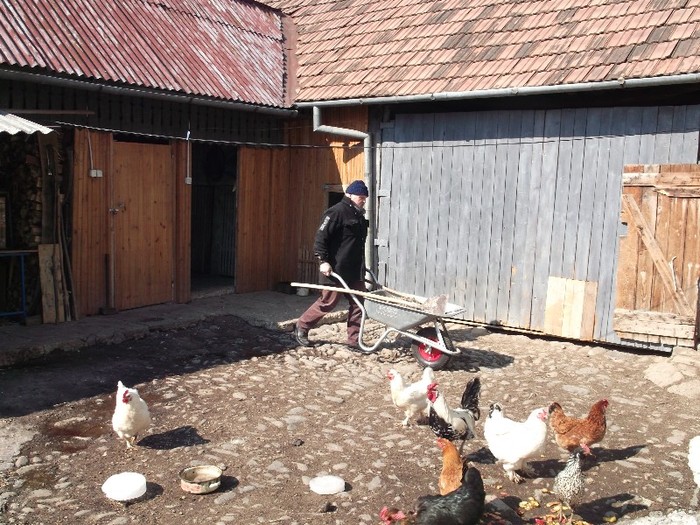 GASCA LA SOARE - FERMA LUI NENEA TONY