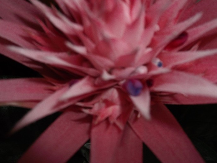 Picture 3468 - FLORI DIVERSE