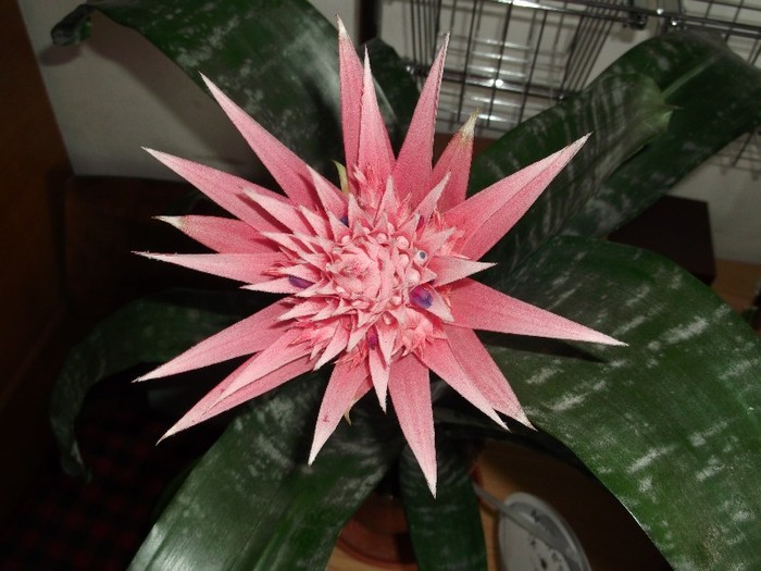 Picture 3469 - FLORI DIVERSE