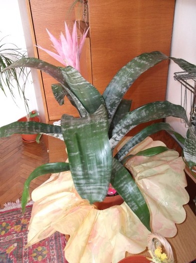 Picture 3439 - FLORI DIVERSE