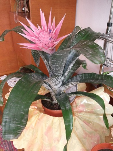 Picture 3440 - FLORI DIVERSE