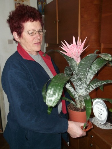 AECHMEA PRIMERA - FLORI DIVERSE