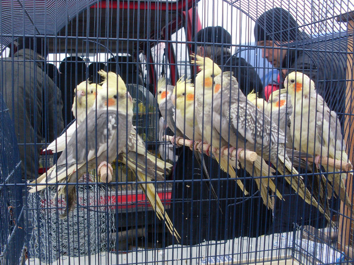 SDC13559 - Tragul de la Monor 11 03 2012