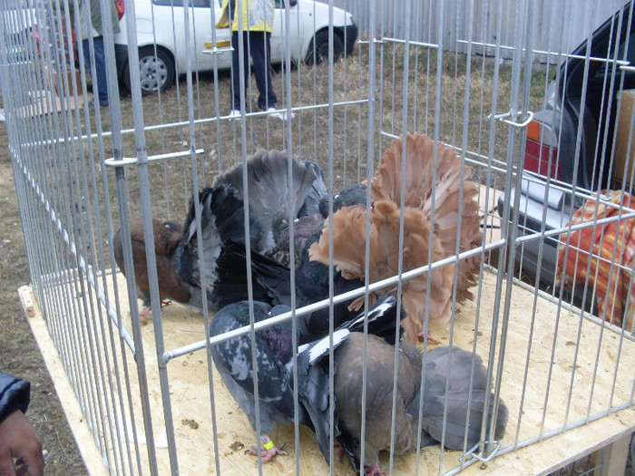 SDC13565 - Tragul de la Monor 11 03 2012