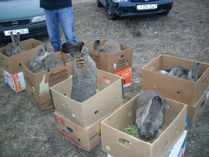 SDC13577 - Tragul de la Monor 11 03 2012