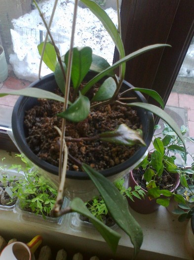 pubicalyx red button silver pink