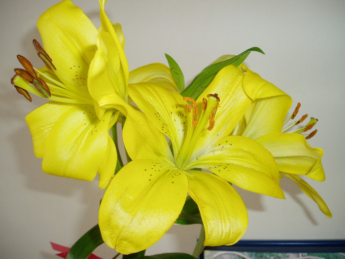 P1010004 - Flori 2012