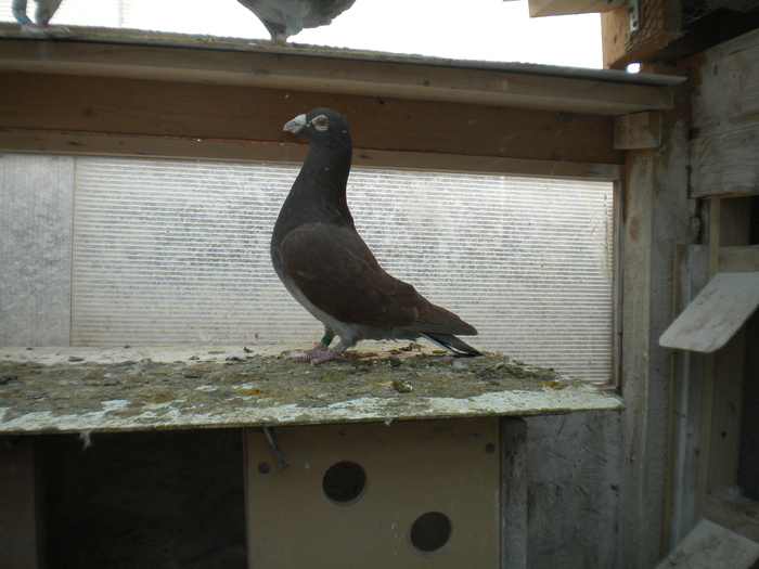 achizitie martie 2012 011 - Meulemans 2012