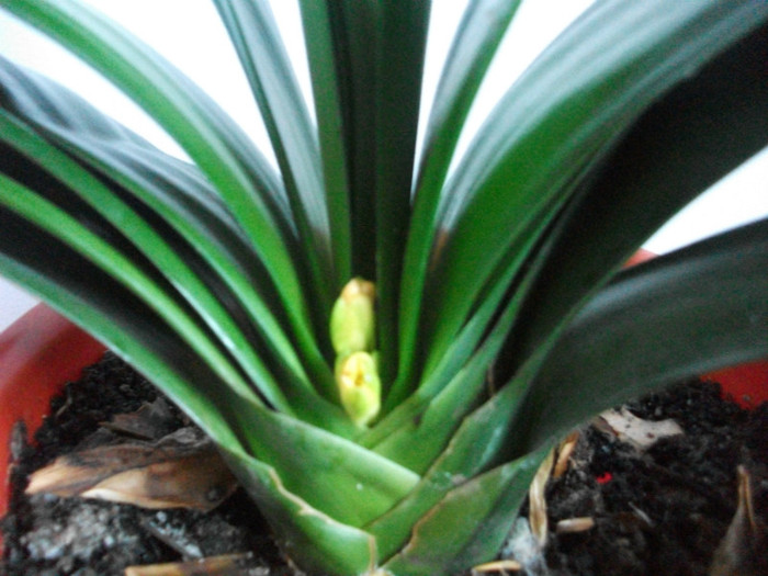 12.03.2012 - clivia