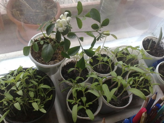 12032012 rasaduri - Flori in 2012