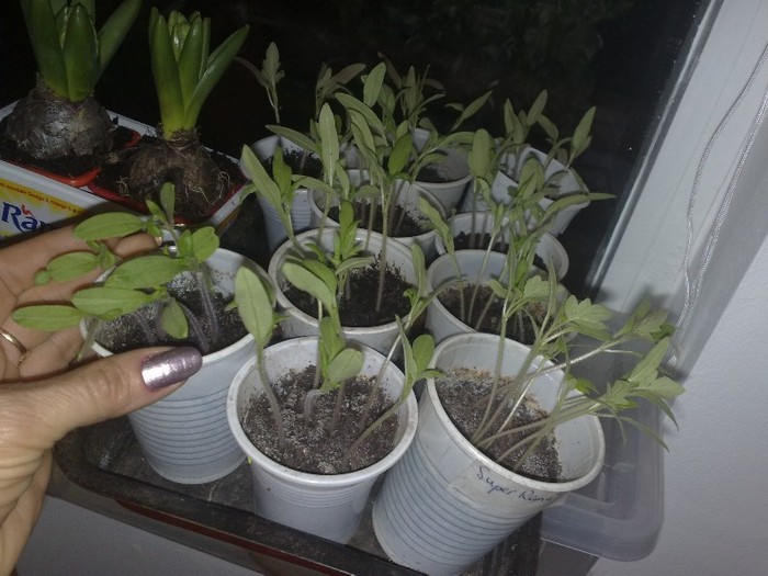 11032012 de 2 saptamani