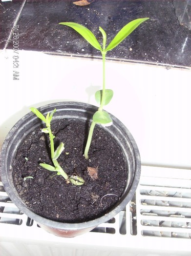 peruviana peach 12.03.2012